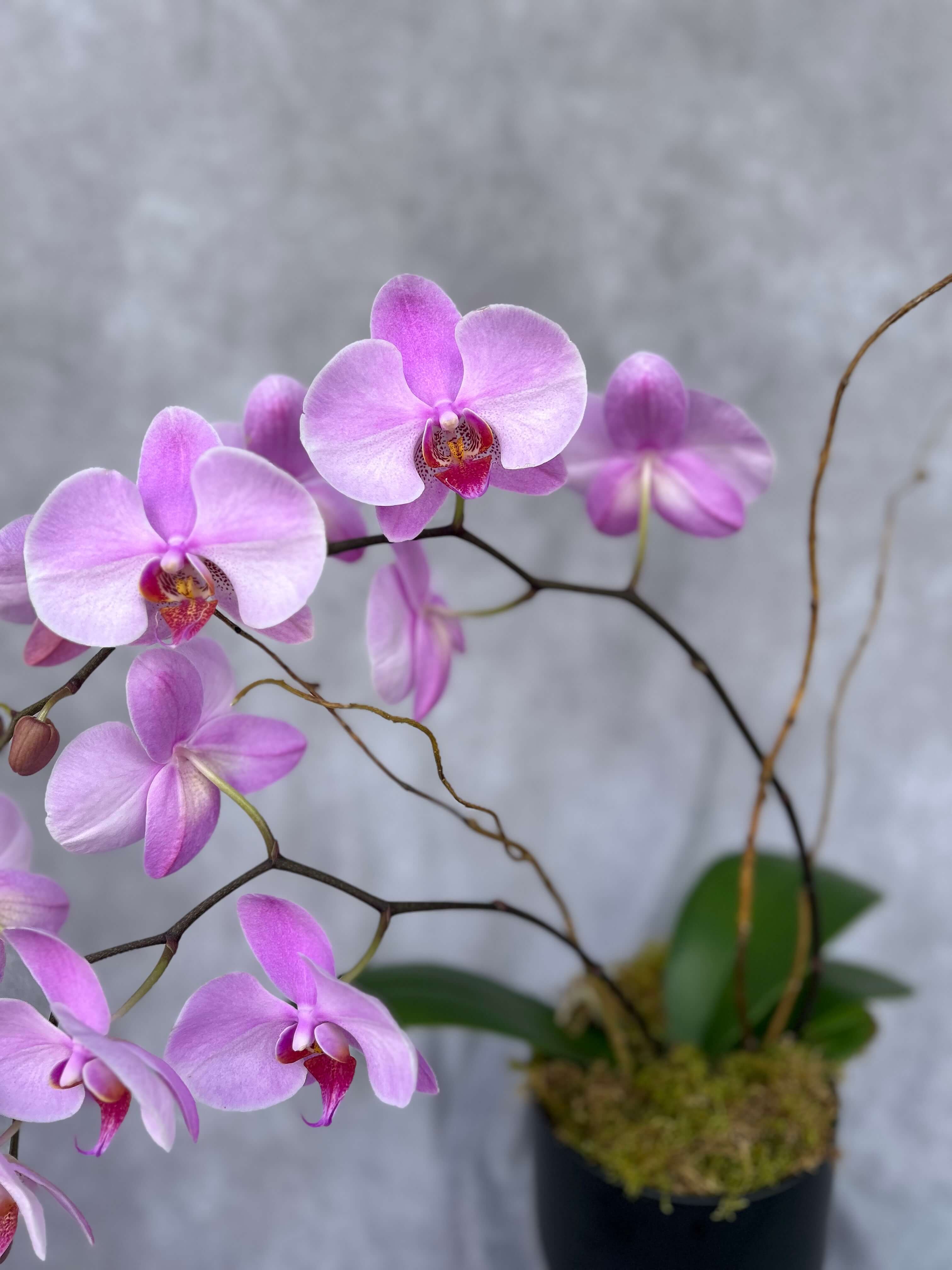 Orchidplantwestminster.jpg